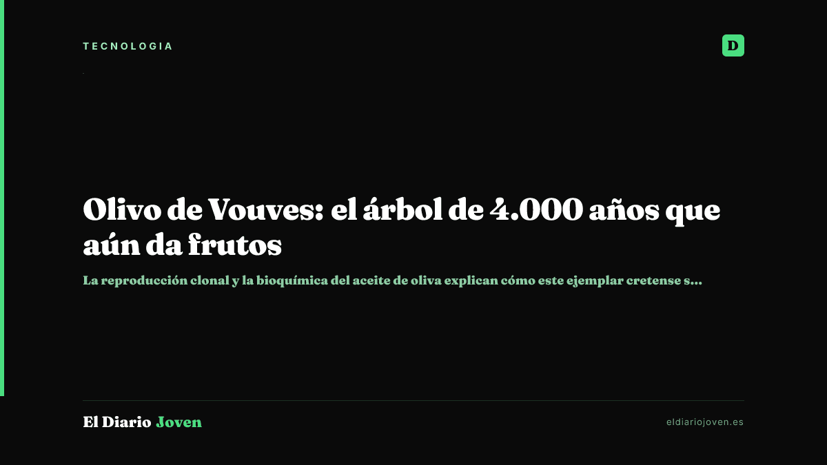 Olivo de Vouves: el árbol de 4.000 años que aún da frutos