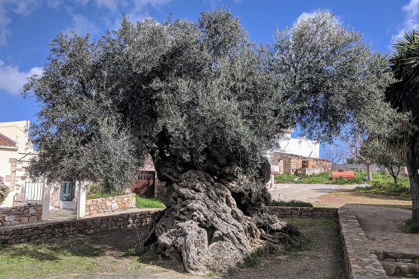 Olivo de Vouves: el árbol de 4.000 años que aún da frutos